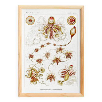 Poster about plankton, based on an old lithograph from 1904.