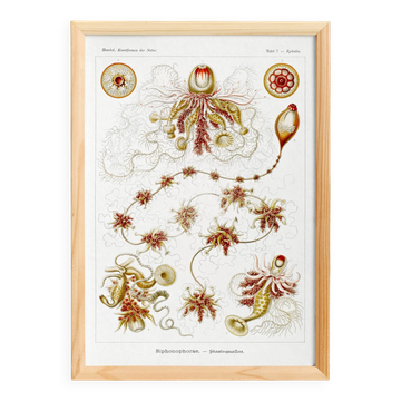 Poster about plankton, based on an old lithograph from 1904.