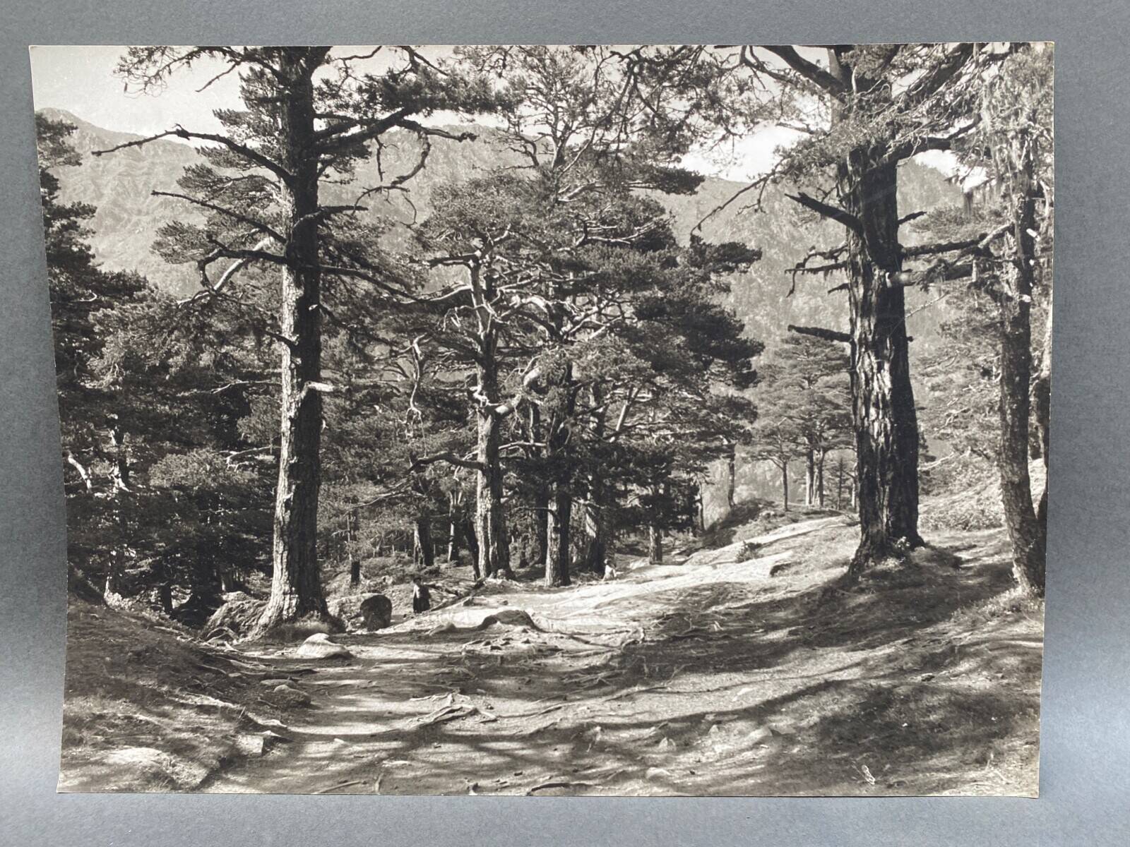 Silver gelatin photograph by Bernard Darot, Undergrowth, 20th century