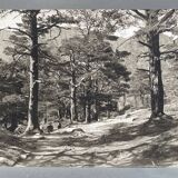 Silver gelatin photograph by Bernard Darot, Undergrowth, 20th century