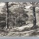Silver gelatin photograph by Bernard Darot, Undergrowth, 20th century