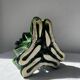 Lot of woven ceramic candle holders in green Vallauris.