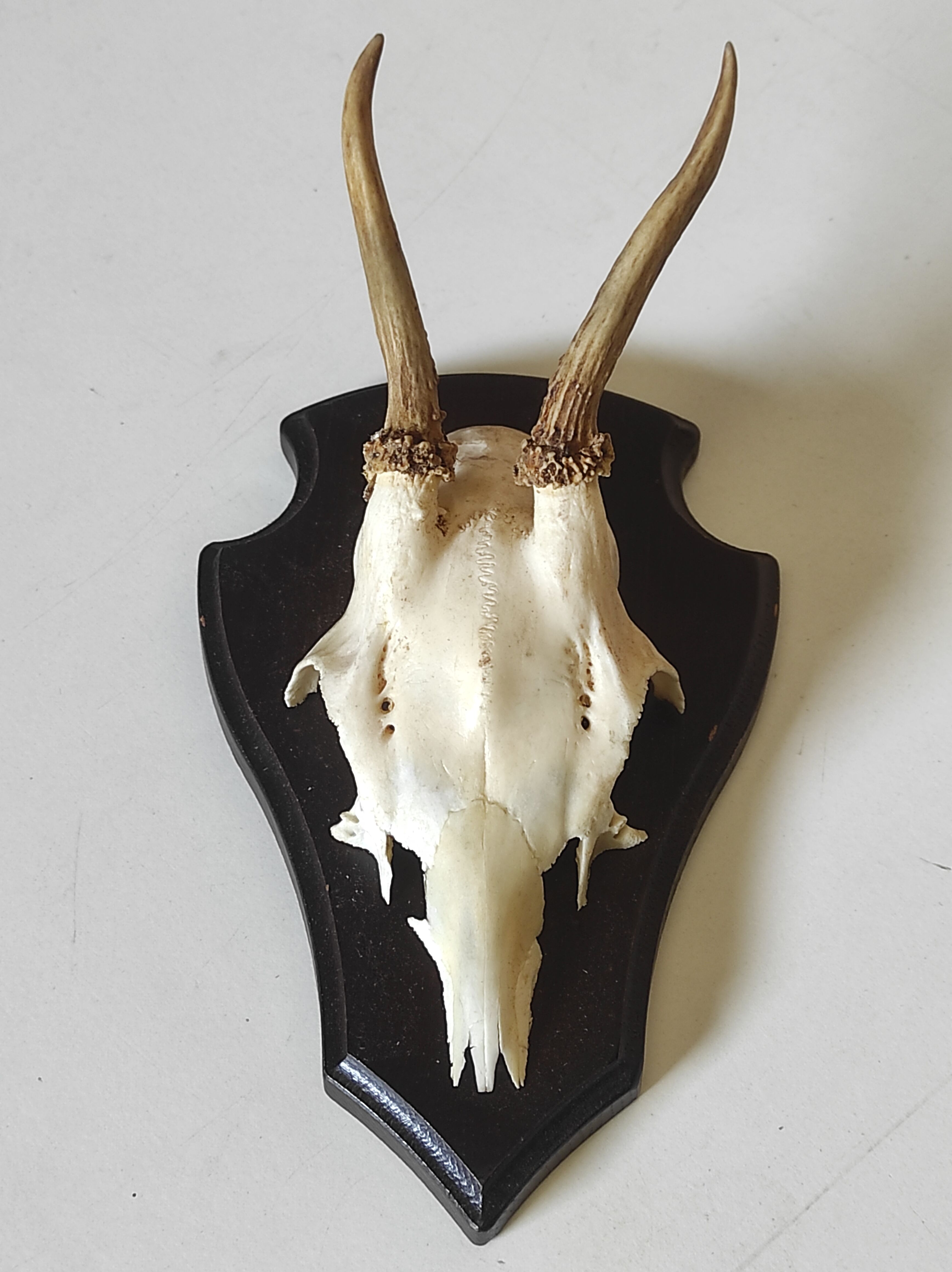 Massacre young deer hunting trophy on dark varnished oak wood crest