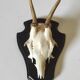 Massacre young deer hunting trophy on dark varnished oak wood crest