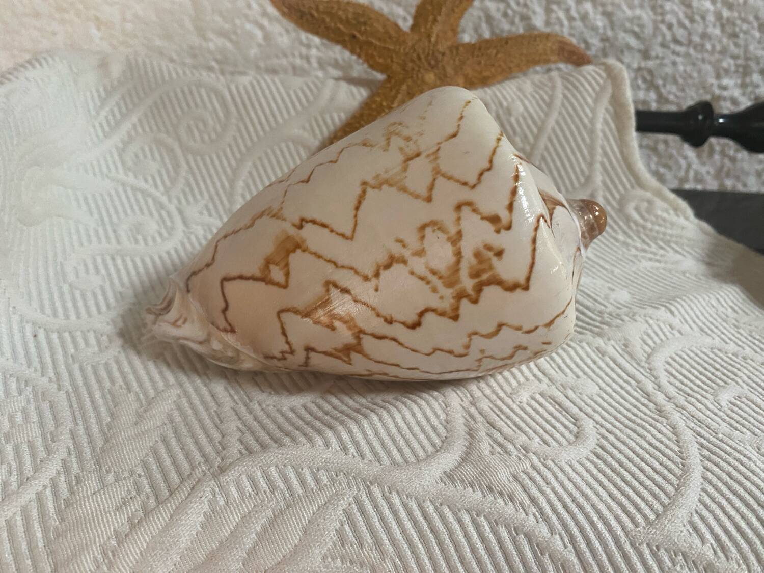 Vintage Voluta nobilis shell