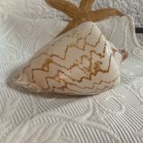 Vintage Voluta nobilis shell