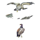 Planche Ornithologique Buffon 1840 "Vautour Fauve & Vautour Royal"