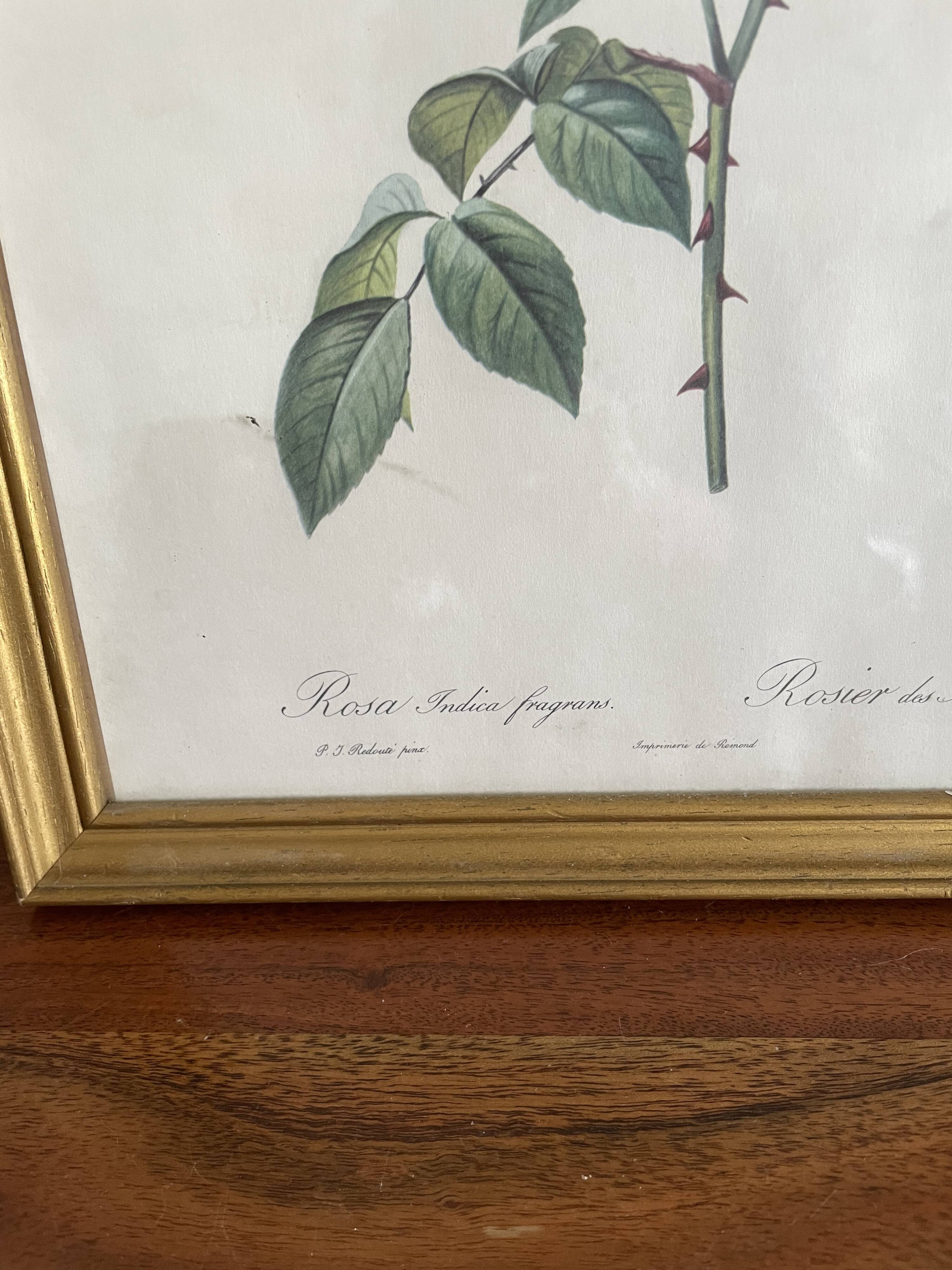 Cadre illustration botanique redouté rosier des indes