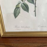 Frame Botanical illustration Dreaded rose of the Indies