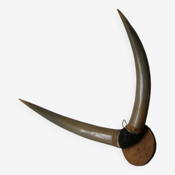 Former great massacre pair of zebu horns trophy of Bombay in 1958