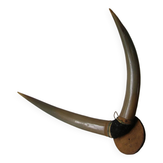 Former great massacre pair of zebu horns trophy of Bombay in 1958