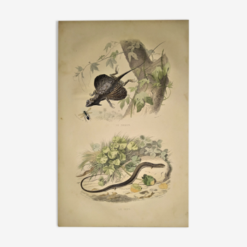 Original zoological plate of 1839 " Dragon & seps "