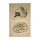 Original zoological plate of 1839 " Dragon & seps "