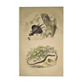 Planche zoologique originale de 1839 " Dragon & seps "