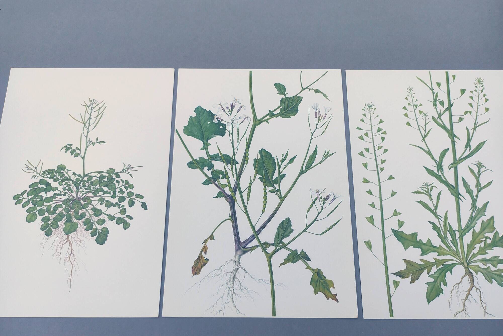 Set of 3 vintage botanical plates from 1978 - including Bristly Cardamine - Plant engraving