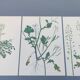 Set of 3 vintage botanical plates from 1978 - including Bristly Cardamine - Plant engraving