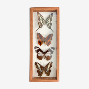 Cadre quatre papillons naturalisés