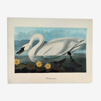 Bird board by JJ Audubon - Tundra Swan - from 1978 Zoological and ornithological illustration