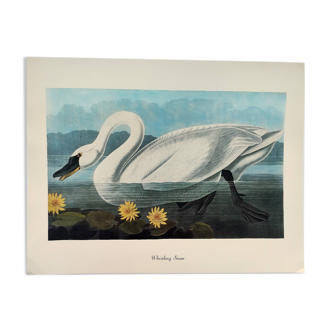 Planche oiseaux de J.J. Audubon - Cygne siffleur - de 1978 Illustration zoologique et ornithologique