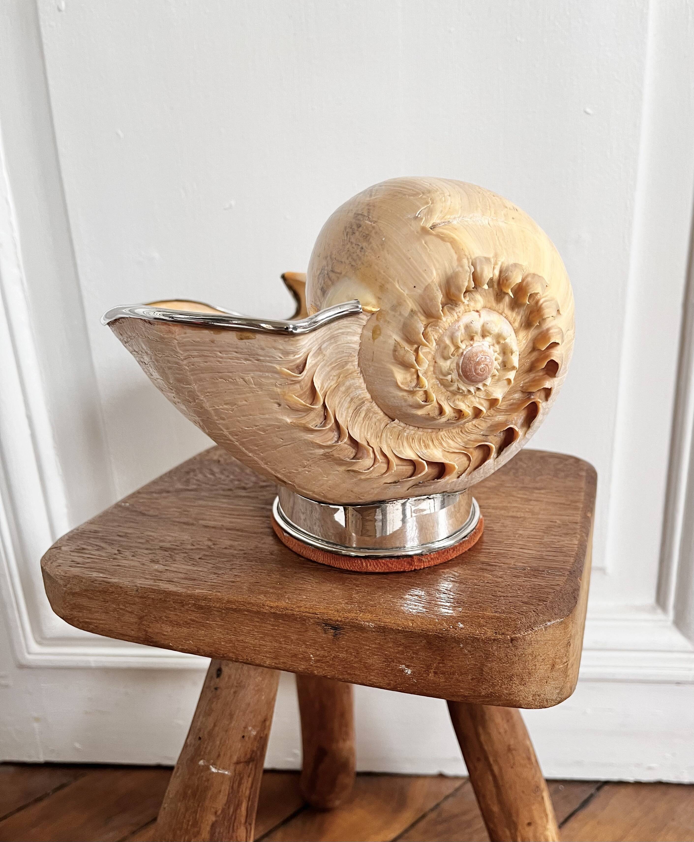 Cabinet of curiosities giant shell circled cup and base 60s