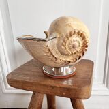 Cabinet of curiosities giant shell circled cup and base 60s