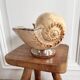 Cabinet of curiosities giant shell circled cup and base 60s