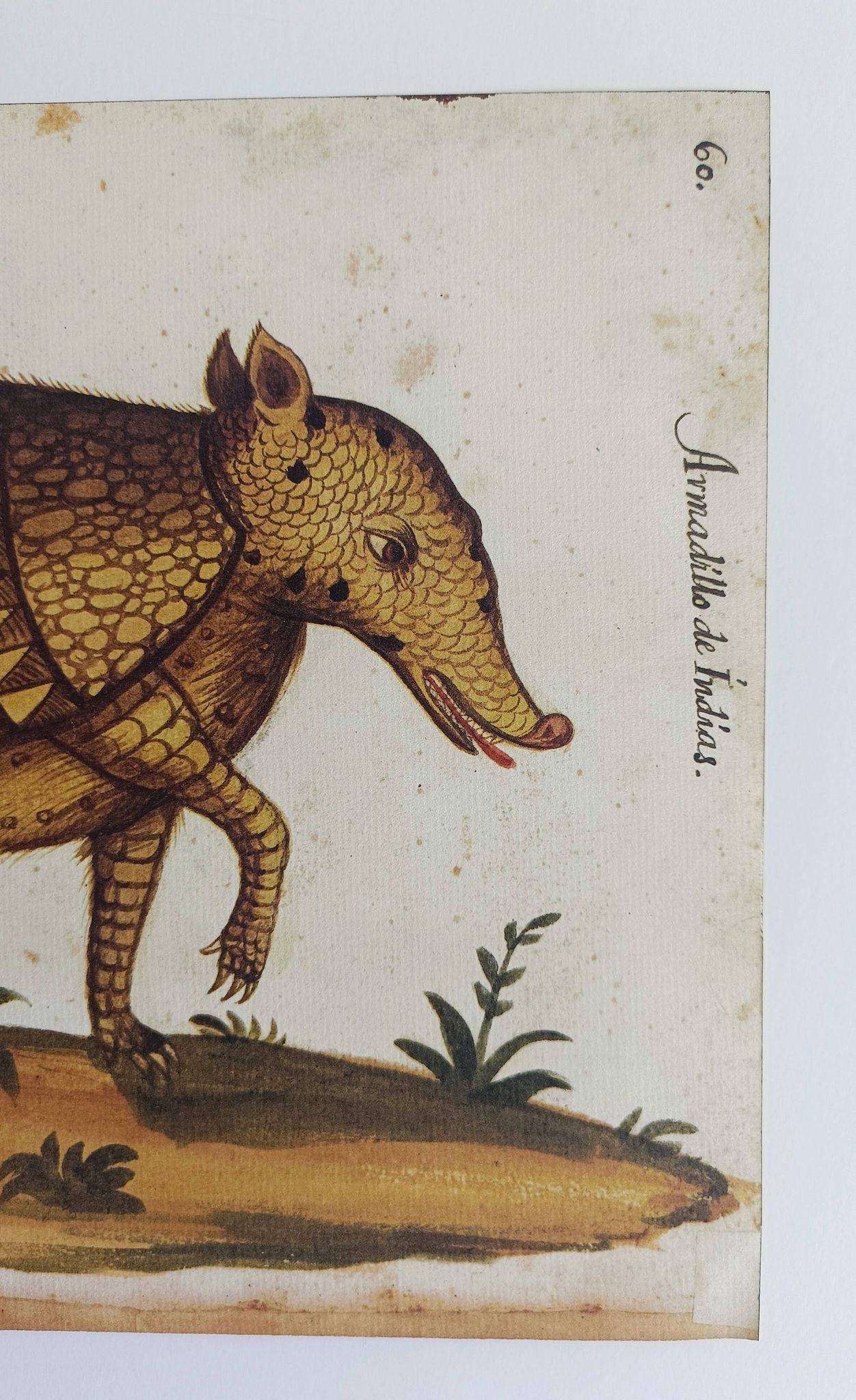 Paire de reproductions du Codex Pomar d'Histoire Naturelle, Valence, 1990