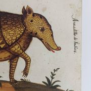 Paire de reproductions du Codex Pomar d'Histoire Naturelle, Valence, 1990