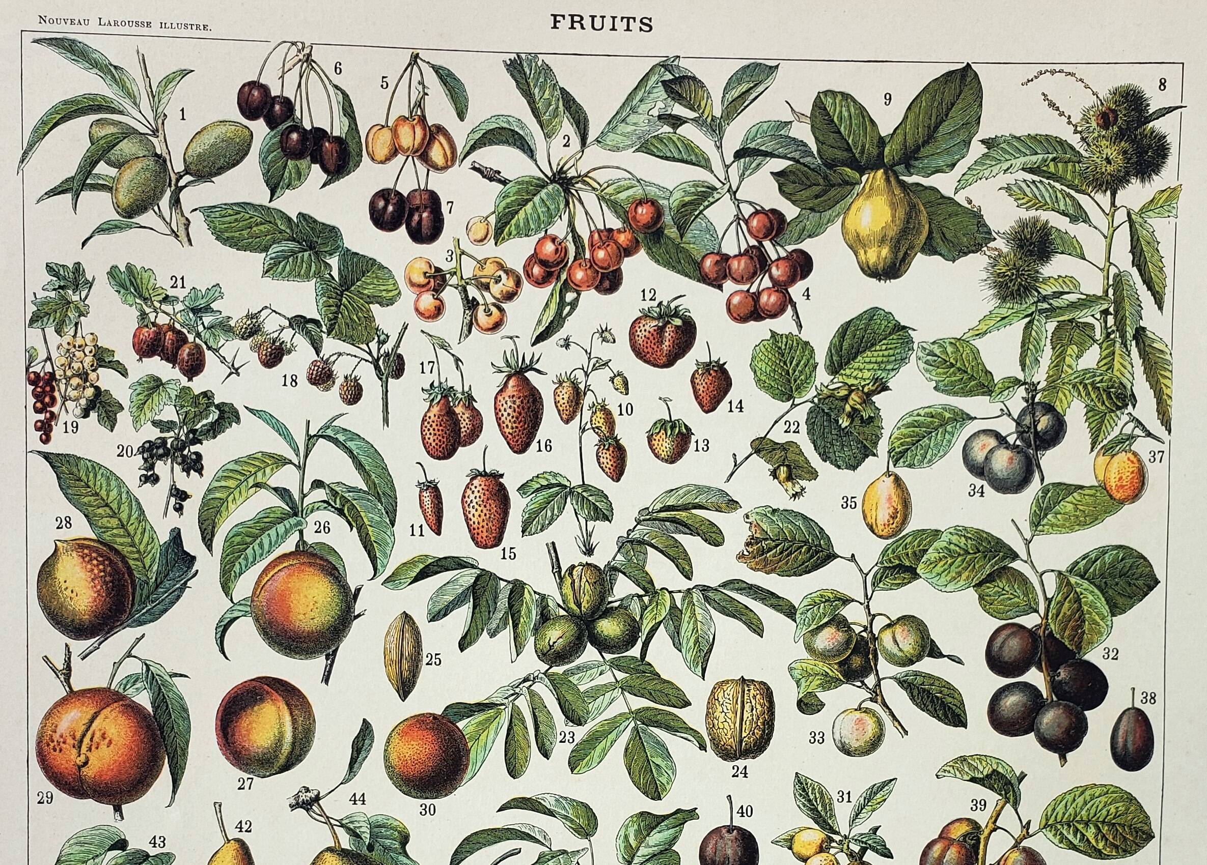Gravure ancienne 1898, Fruits (de nos régions), variétés • Lithographie, illustration originale