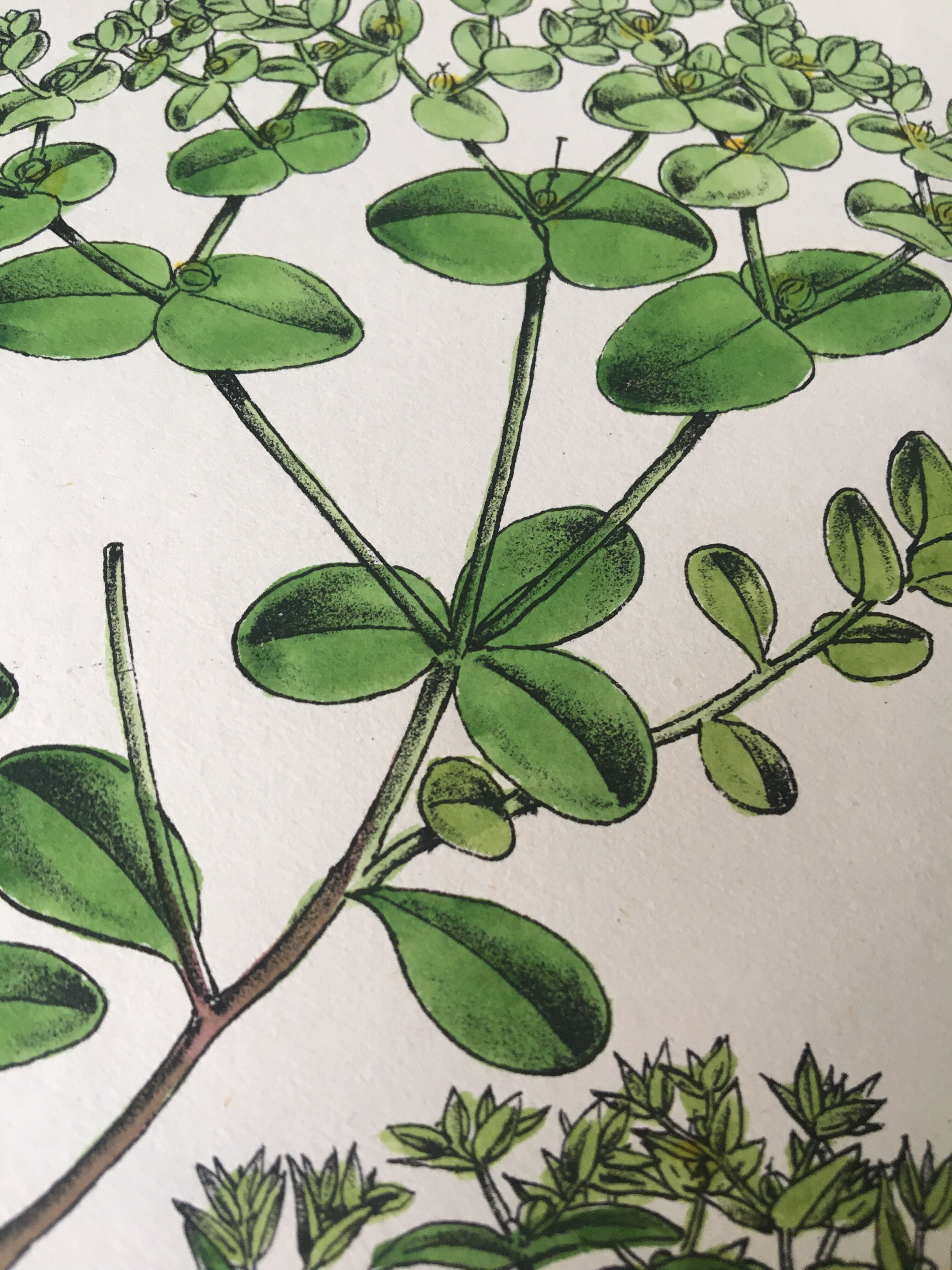 Botanical board duo, 1880