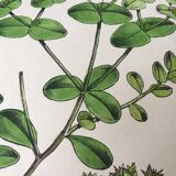 Botanical board duo, 1880