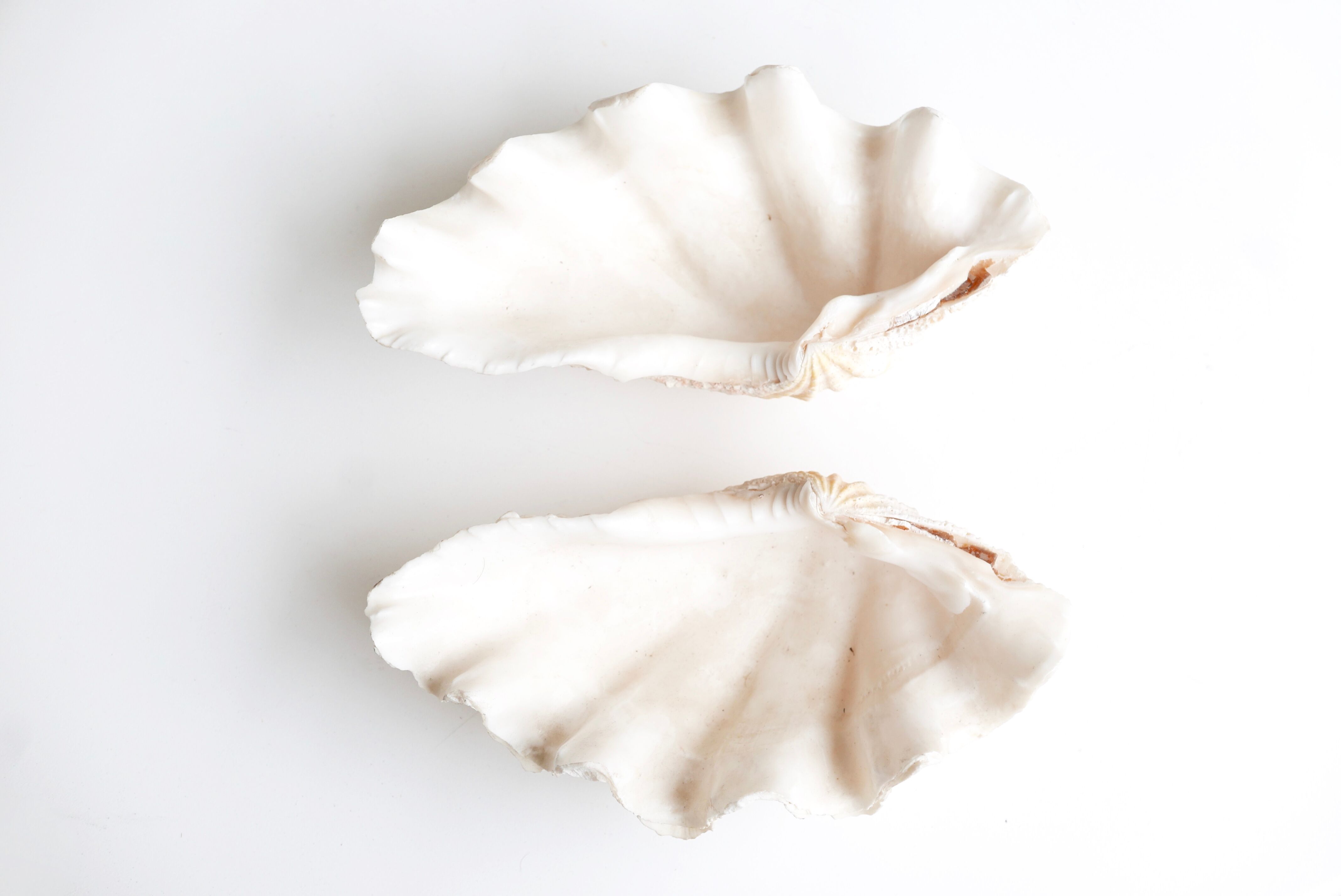Benign shell for cabinet of curiosities, 70s
