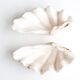 Benign shell for cabinet of curiosities, 70s
