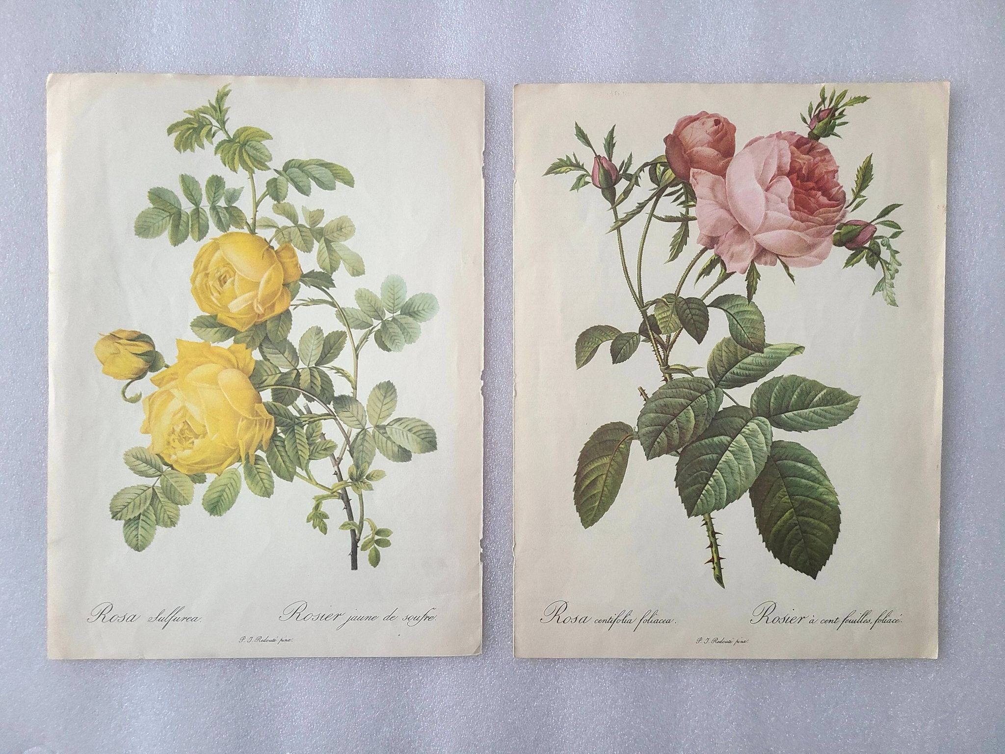 2 reproductions "Les roses les plus chères du monde"