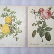 2 reproductions "Les roses les plus chères du monde"