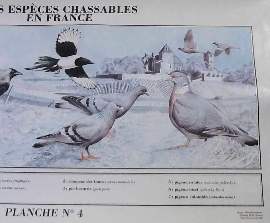 Huntable species in France