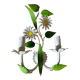 Applique fleurs
