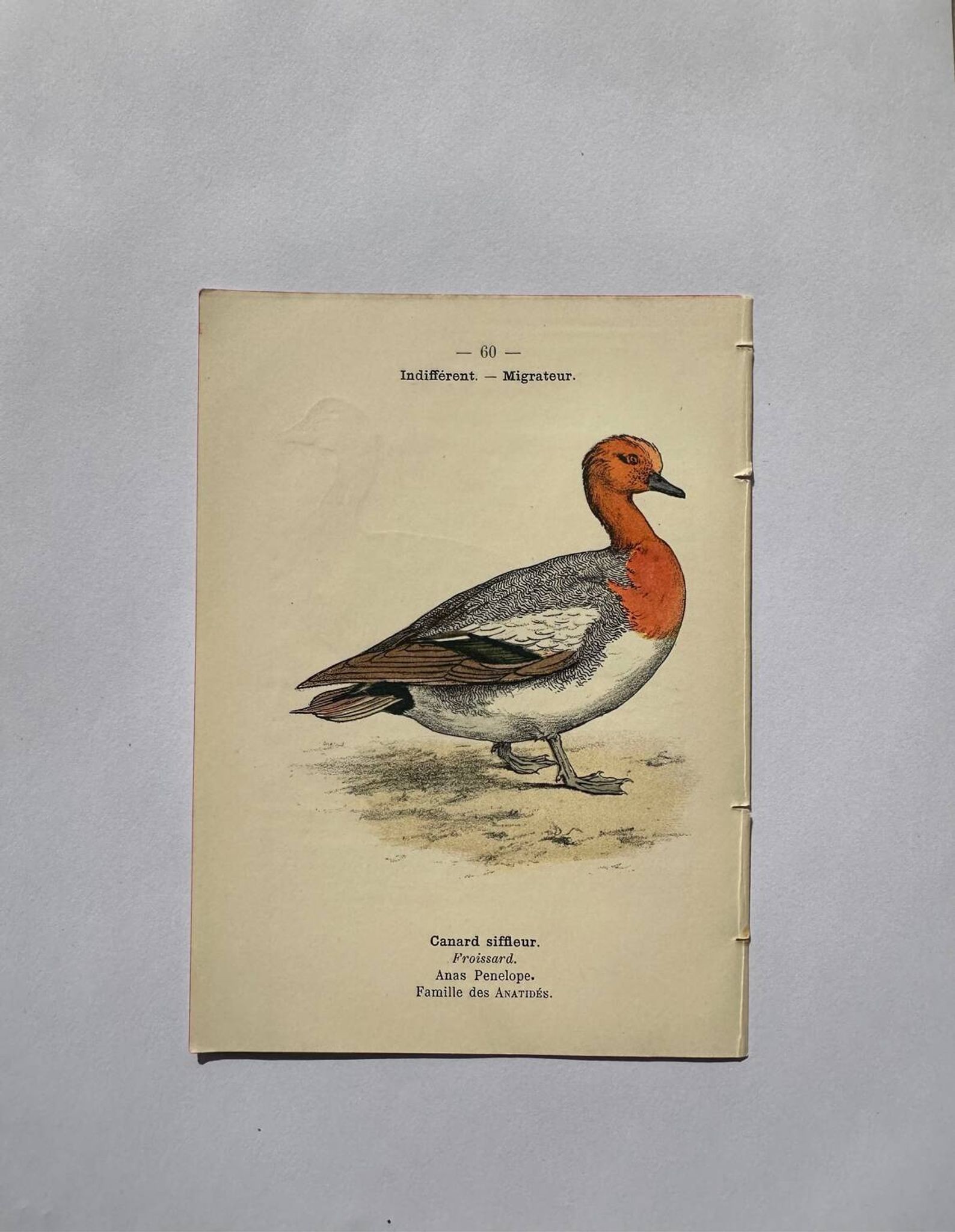 Gravure botanique oiseaux double face planche naturaliste Eau forte
