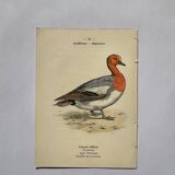Botanical engraving birds double sided naturalist board Etching