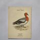 Botanical engraving birds double sided naturalist board Etching