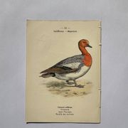 Gravure botanique oiseaux double face planche naturaliste Eau forte