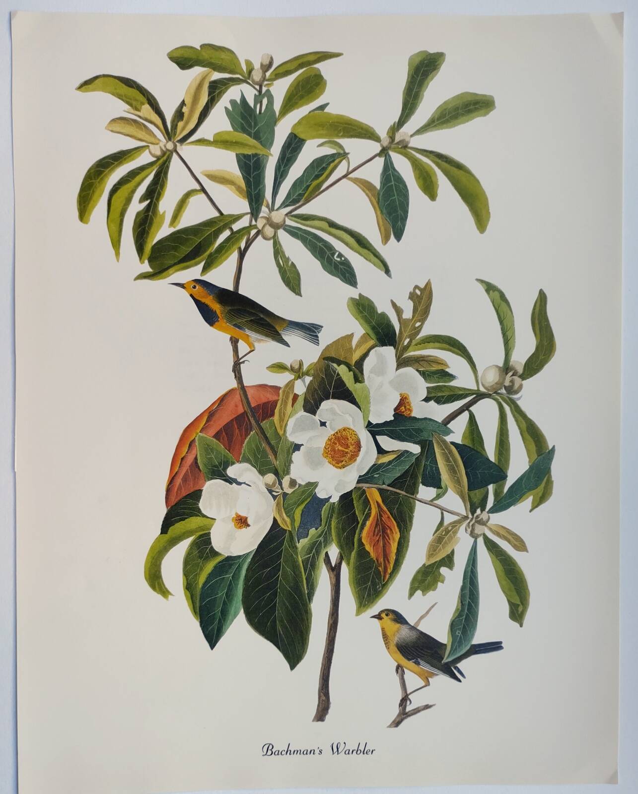 Bird board by JJ Audubon - Bachman's Warbler - 🐦 Zoological and ornithological illustration