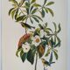 Bird board by JJ Audubon - Bachman's Warbler - 🐦 Zoological and ornithological illustration