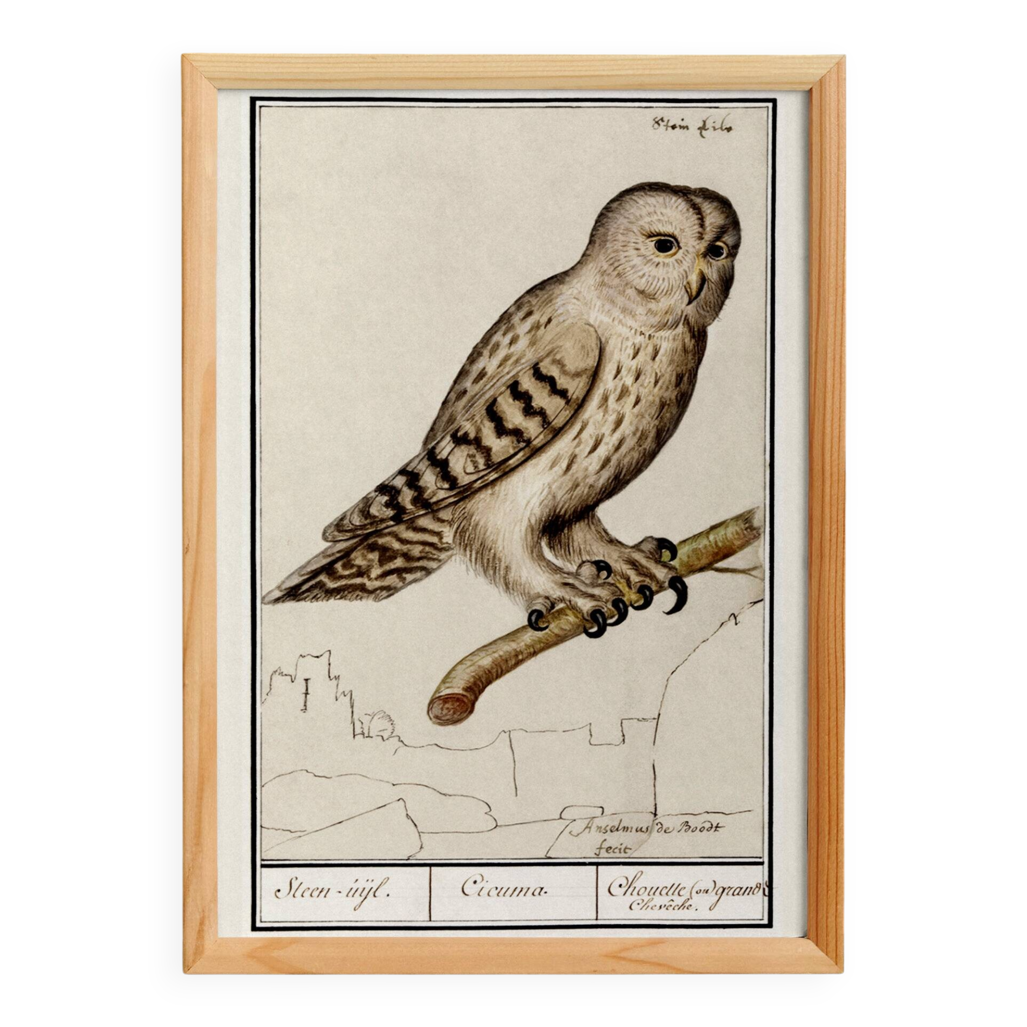 Affiche sur la chouette, d'après une gravure ancienne de 1610