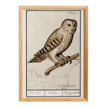 Small poster about the Owl, after an old engraving from 1610.