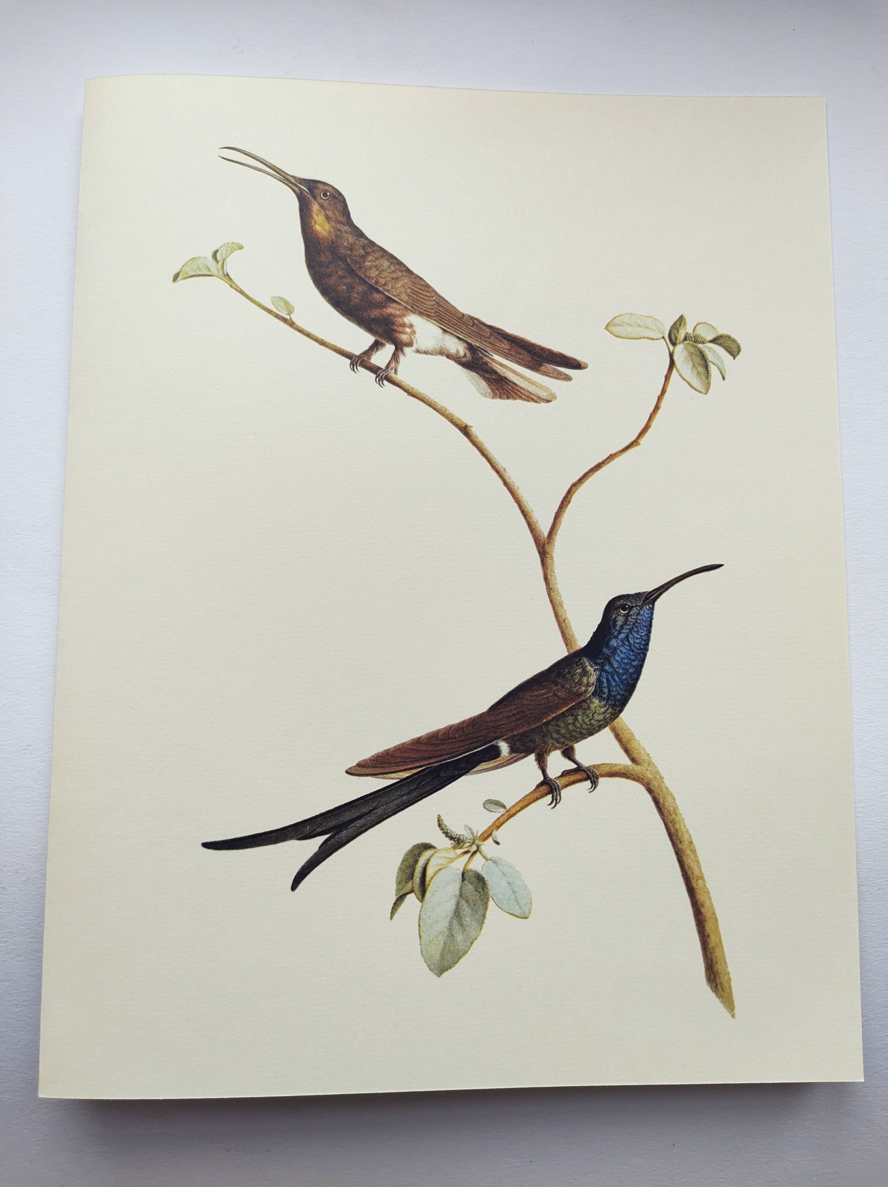 Old plate - Swallow-tailed Hummingbird - Zoological illustration of birds