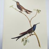 Illustration zoologique colibri à queue d'hirondelle