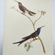 Old plate - Swallow-tailed Hummingbird - Zoological illustration of birds