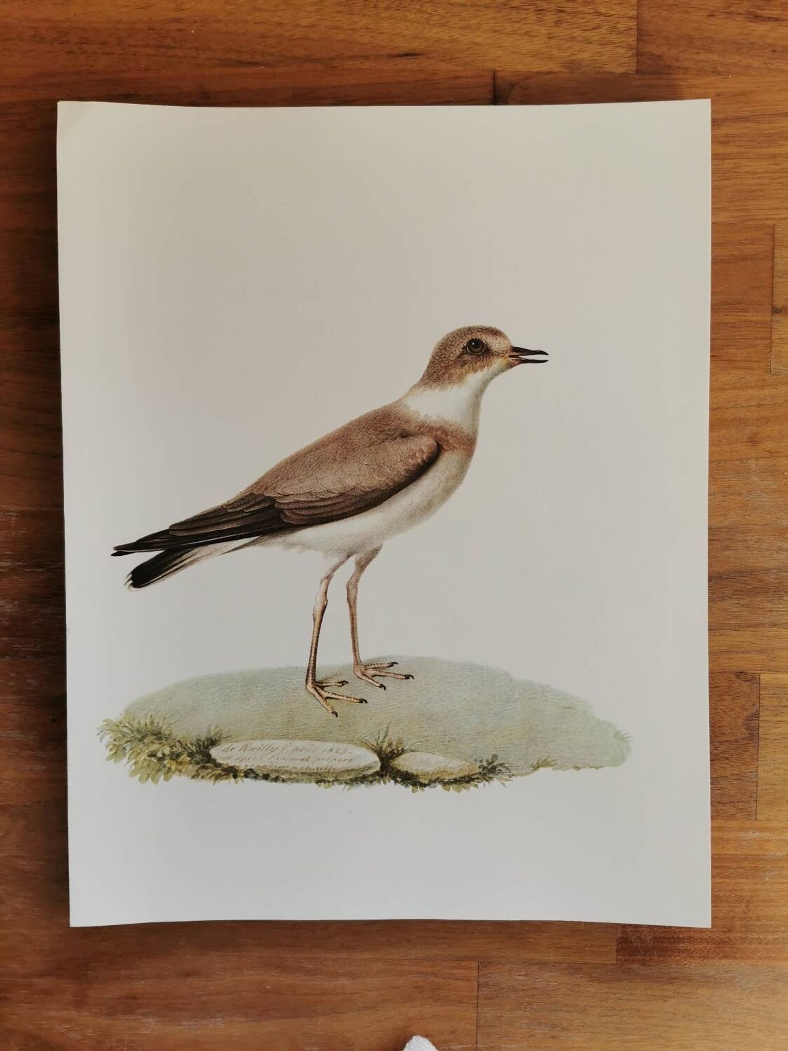 Planche zoologique