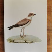 Planche zoologique